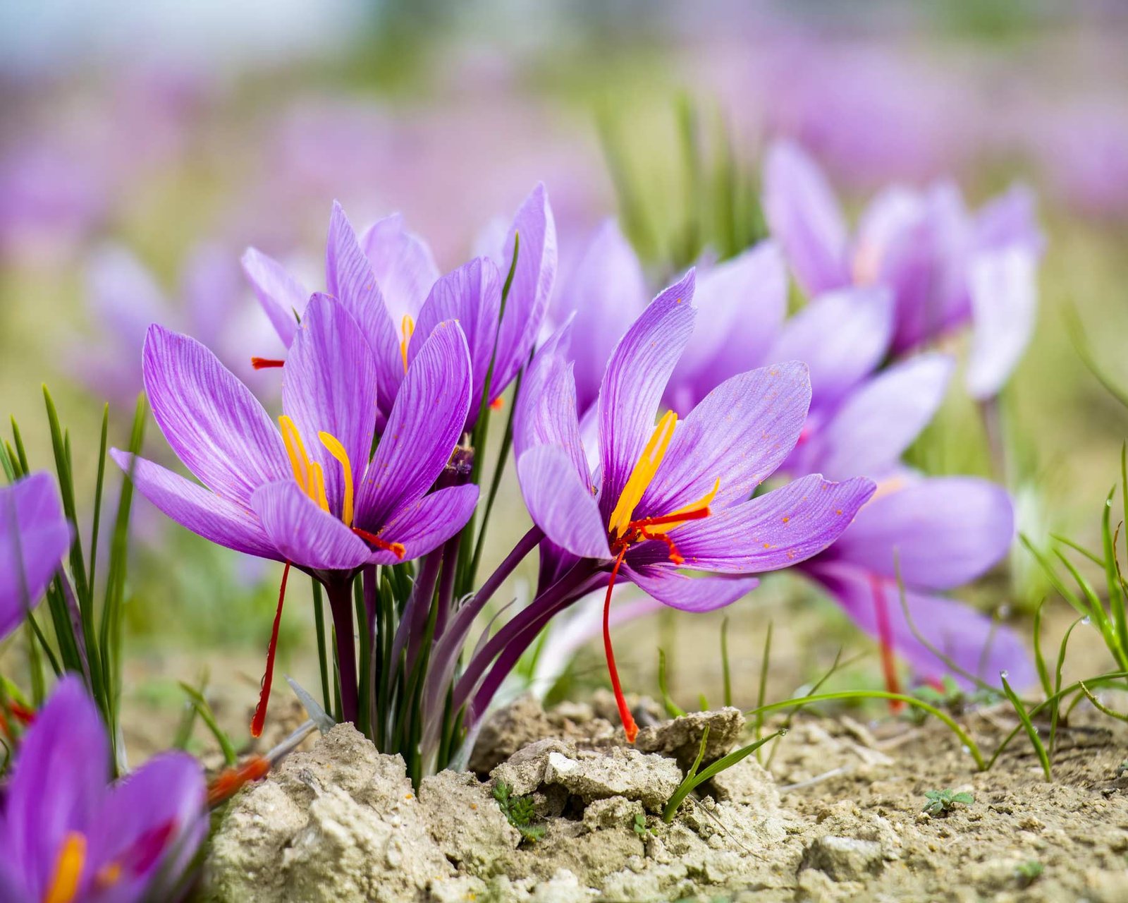 Où acheter du safran en gros ? Les engagements Sélections Gourmandes