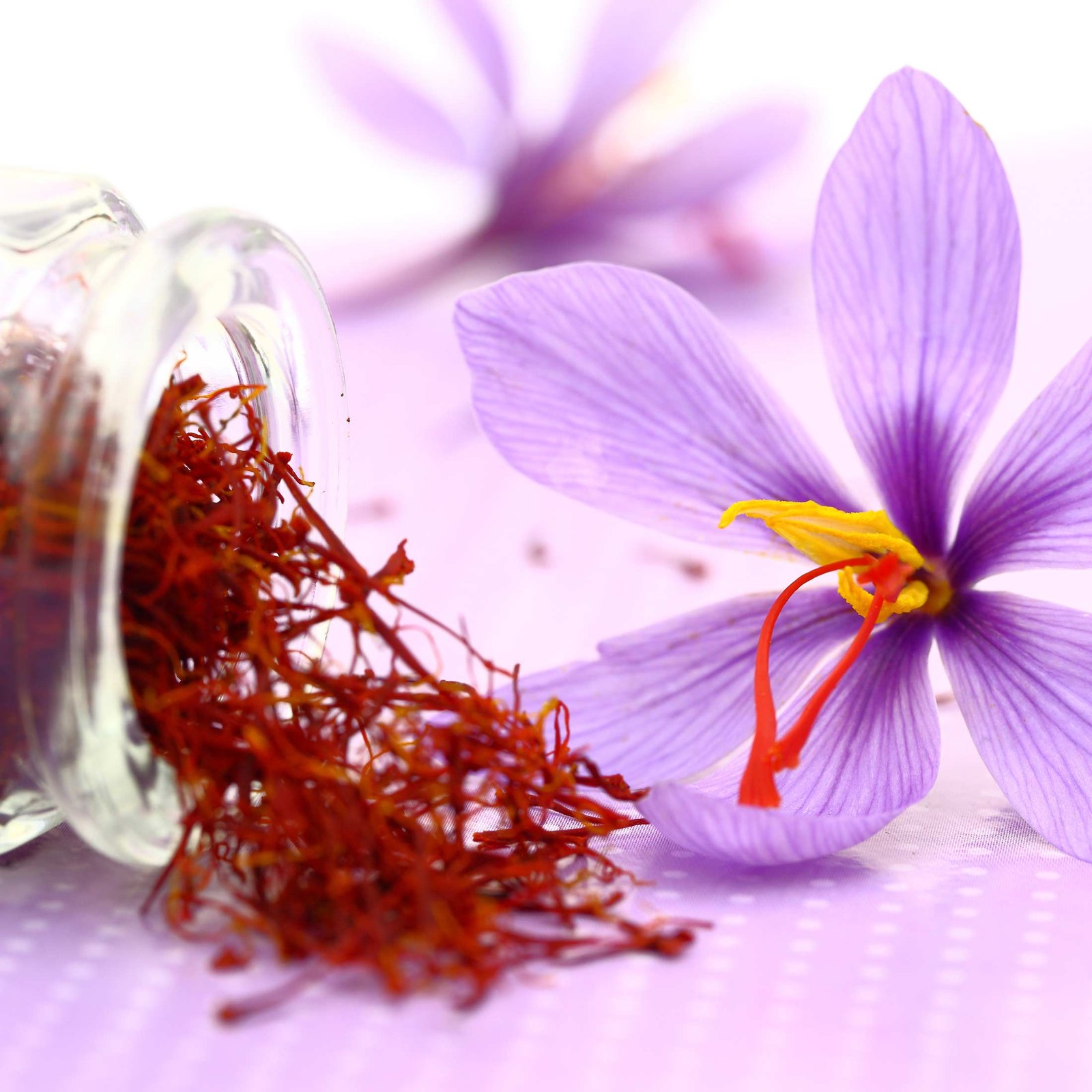 Sélections Gourmandes : Grossiste en safran